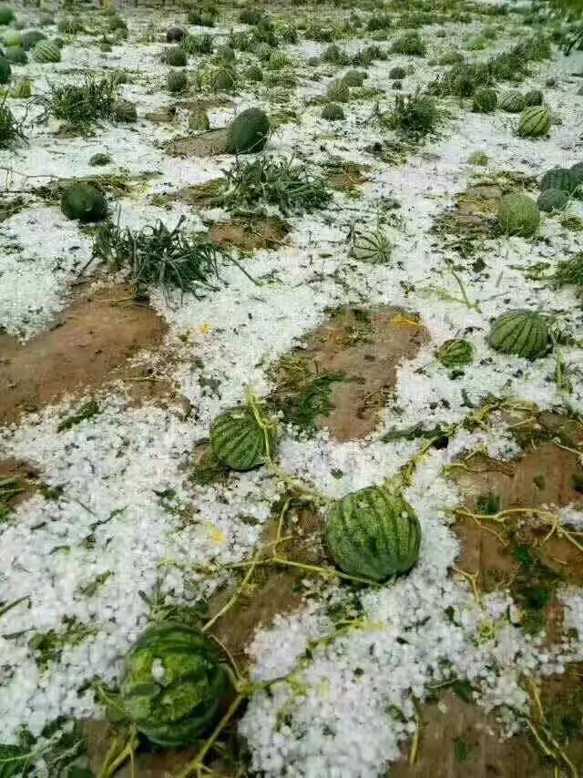 甘肃冰雹最新消息，灾害现场与应对措施