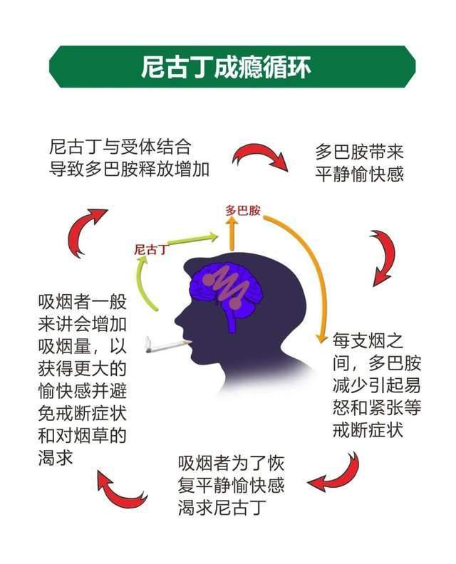 尼古丁新研究揭秘，新发现与挑战背后的神秘面纱